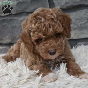 Max, Toy Poodle Puppy