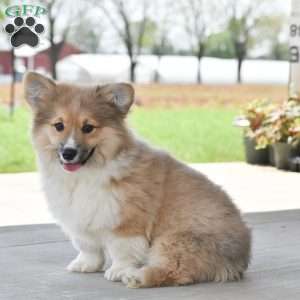Austin, Pembroke Welsh Corgi Puppy