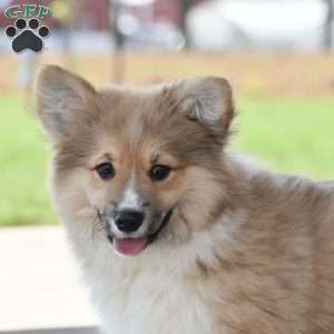 Austin, Pembroke Welsh Corgi Puppy