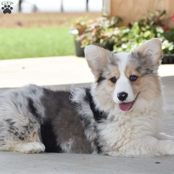 Abigail, Pembroke Welsh Corgi Puppy