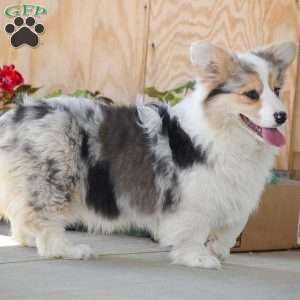 Abigail, Pembroke Welsh Corgi Puppy