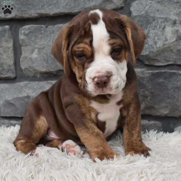 Buddy, Beabull Puppy