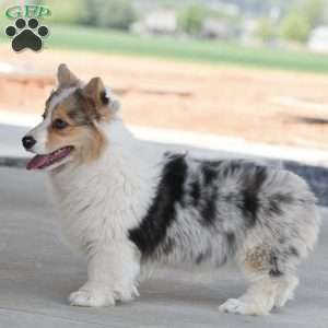 Abigail, Pembroke Welsh Corgi Puppy