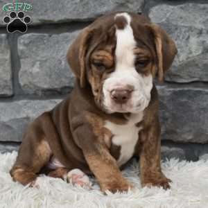 Buddy, Beabull Puppy