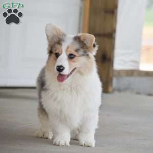 Abigail, Pembroke Welsh Corgi Puppy