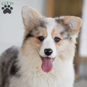Abigail, Pembroke Welsh Corgi Puppy
