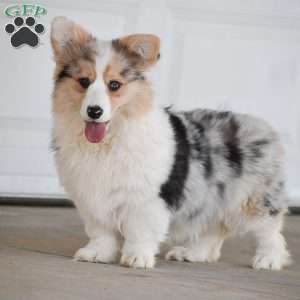 Abigail, Pembroke Welsh Corgi Puppy
