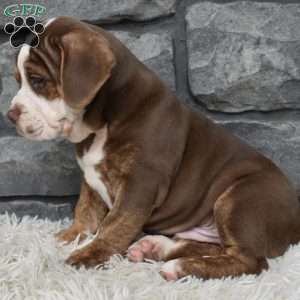 Buddy, Beabull Puppy