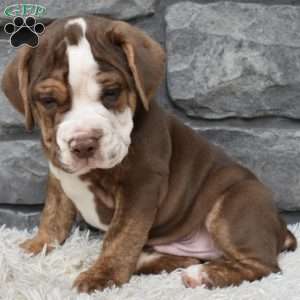 Buddy, Beabull Puppy