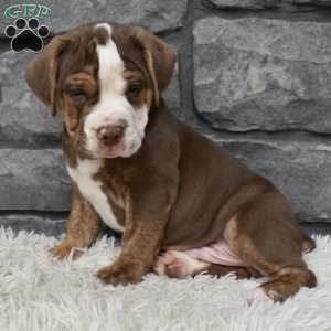 Buddy, Beabull Puppy