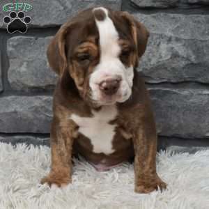 Buddy, Beabull Puppy
