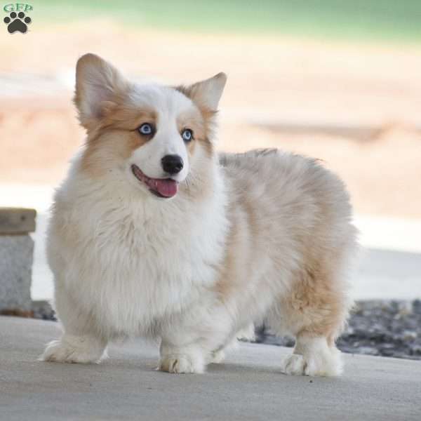Agusto, Pembroke Welsh Corgi Puppy