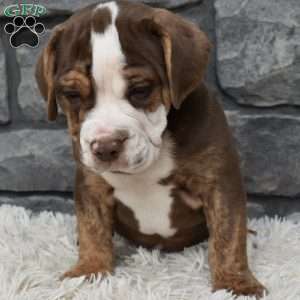 Buddy, Beabull Puppy