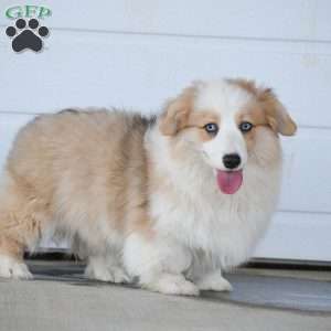 Agusto, Pembroke Welsh Corgi Puppy