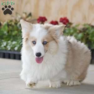Agusto, Pembroke Welsh Corgi Puppy