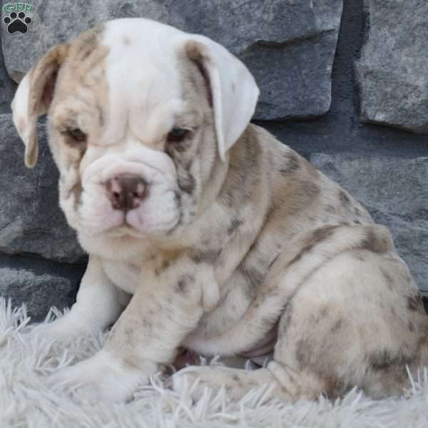 Diamond, Beabull Puppy