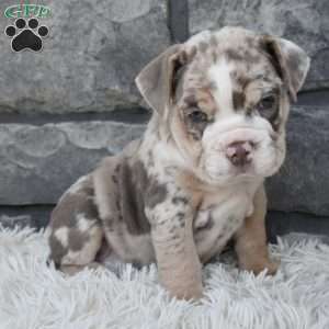 Bella, Beabull Puppy
