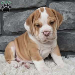 Bruno, Beabull Puppy