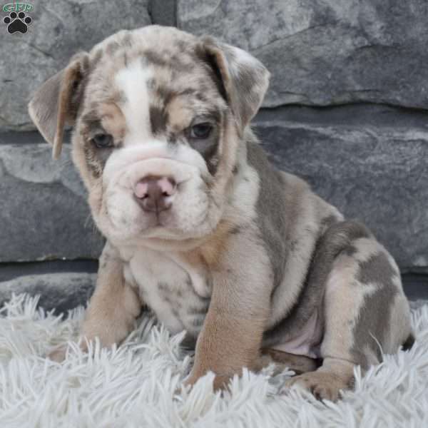 Bella, Beabull Puppy