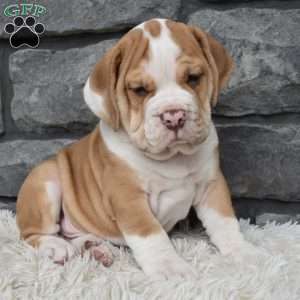 Bruno, Beabull Puppy