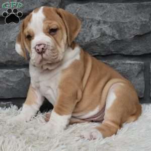 Bruno, Beabull Puppy