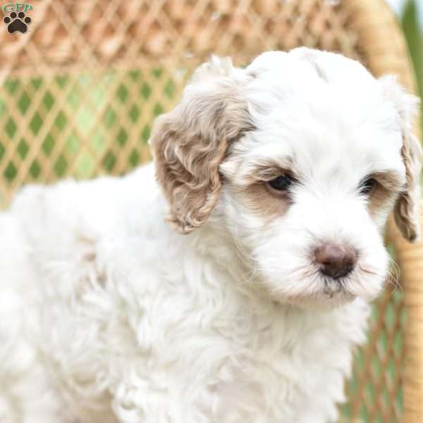 Jewel, Mini Goldendoodle Puppy