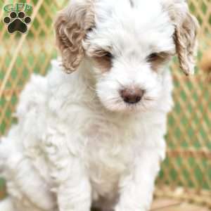 Jewel, Mini Goldendoodle Puppy
