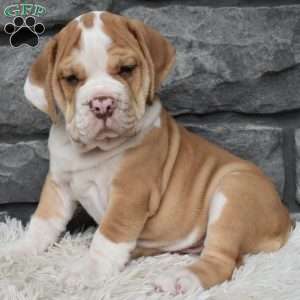Bruno, Beabull Puppy