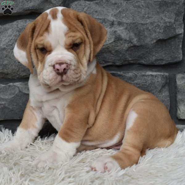 Bruno, Beabull Puppy