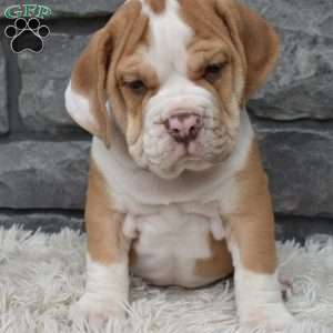 Bruno, Beabull Puppy