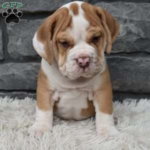 Bruno, Beabull Puppy