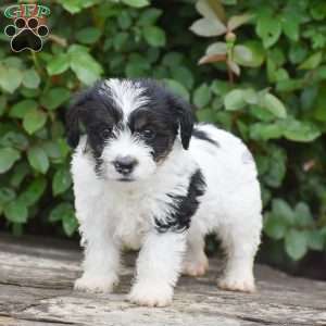 Jackson, Jack-a-poo Puppy