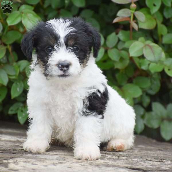 Jackson, Jack-a-poo Puppy