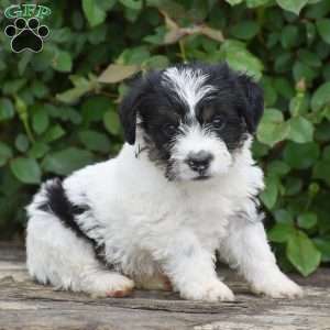 Jackson, Jack-a-poo Puppy