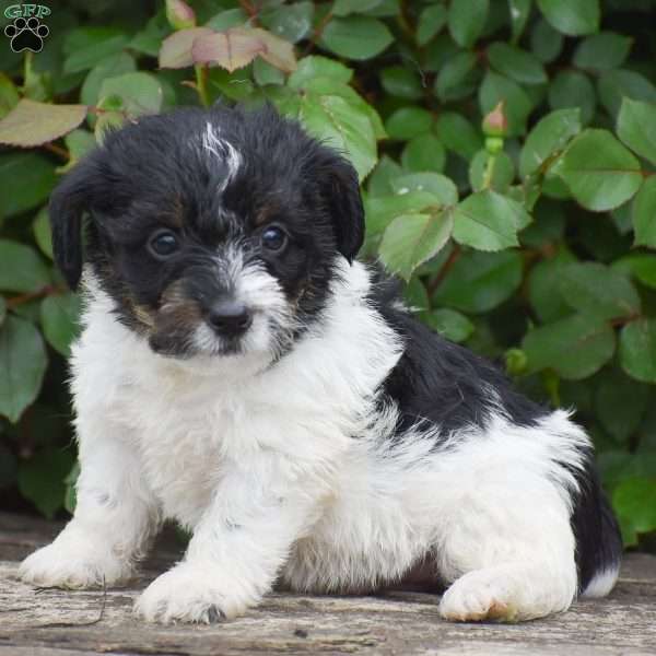 Justin, Jack-a-poo Puppy