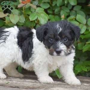 Justin, Jack-a-poo Puppy