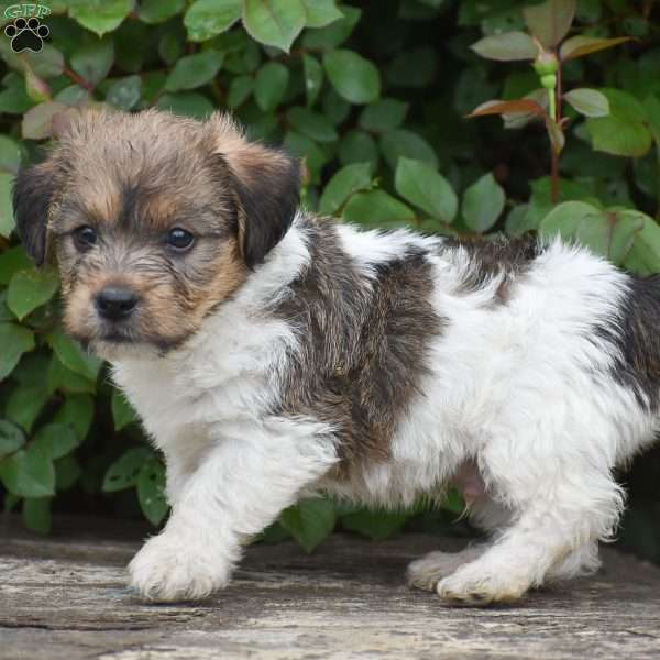 Jonas, Jack-a-poo Puppy