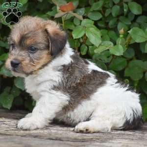Jonas, Jack-a-poo Puppy