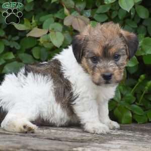 Jonas, Jack-a-poo Puppy