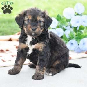 Aaron, Bernedoodle Puppy