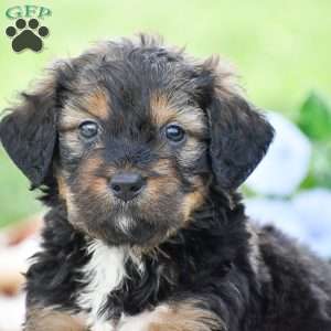 Aaron, Bernedoodle Puppy