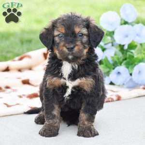 Aaron, Bernedoodle Puppy
