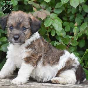 Jacob, Jack-a-poo Puppy