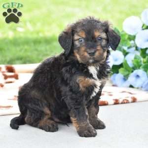 Aaron, Bernedoodle Puppy