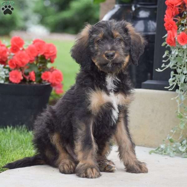 Aaron, Bernedoodle Puppy