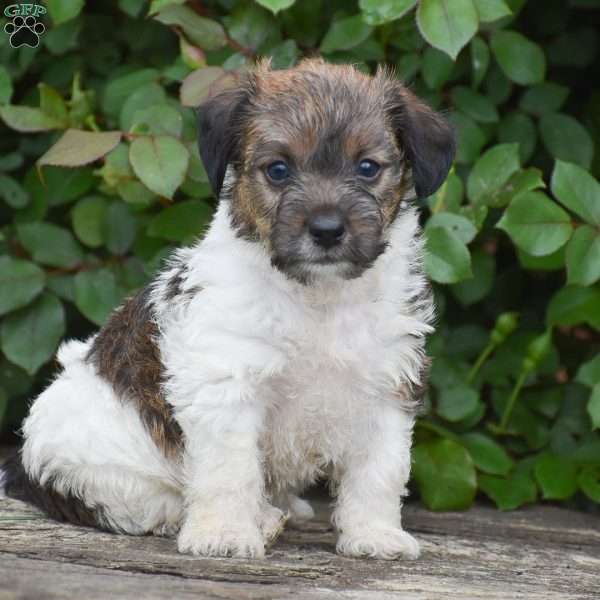 Jacob, Jack-a-poo Puppy