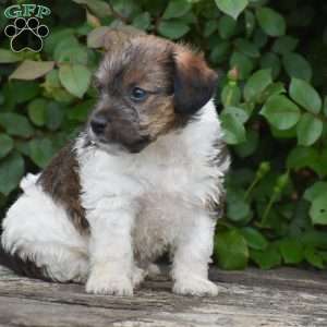 Jacob, Jack-a-poo Puppy