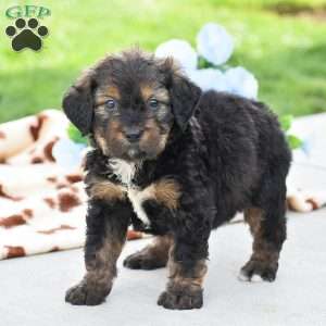 Aaron, Bernedoodle Puppy