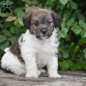 Jacob, Jack-a-poo Puppy