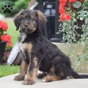 Aaron, Bernedoodle Puppy